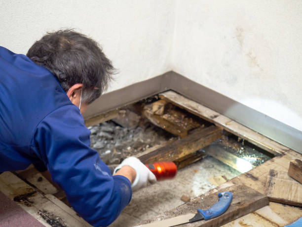Best Local Mold Removal Service  in Leisure Village East, NJ