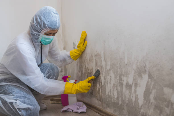 Best Professional Mold Removal  in Leisure Village East, NJ