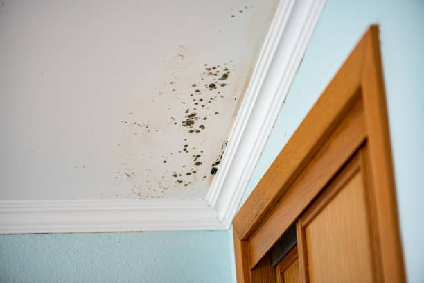 Best Certified Mold Removal  in Leisure Village East, NJ