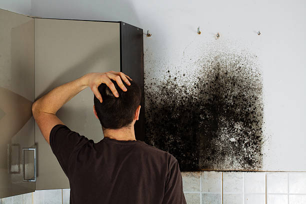Best Affordable Mold Removal  in Leisure Village East, NJ