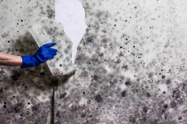 Best Mold Testing  in Leisure Village East, NJ