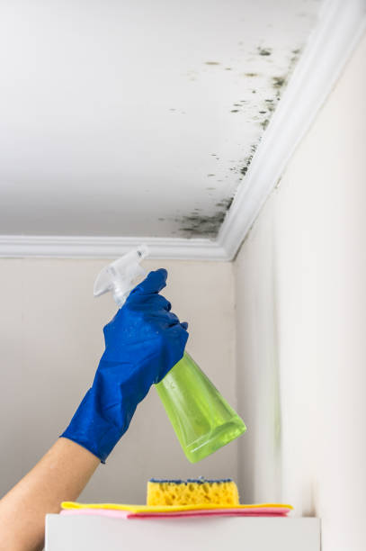 Best Home Mold Removal  in Leisure Village East, NJ