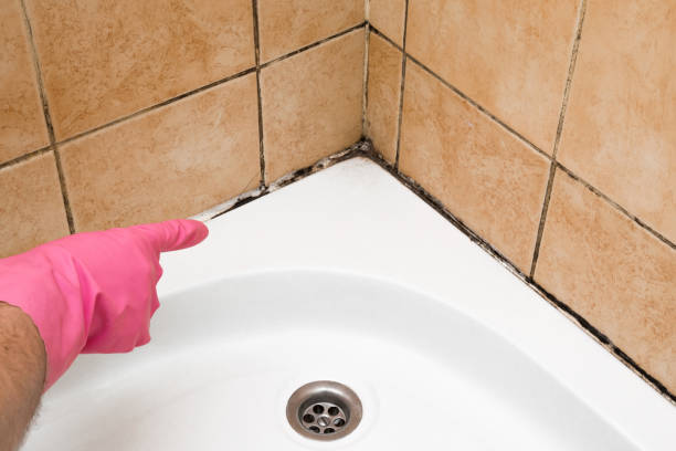 Best Toxic Mold Removal  in Leisure Village East, NJ